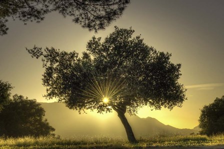 Sunburst Through a Tree Los Angeles by Nick Jackson art print