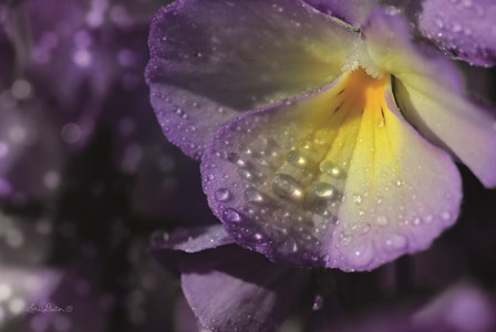 Purple Pansy by Lori Deiter art print