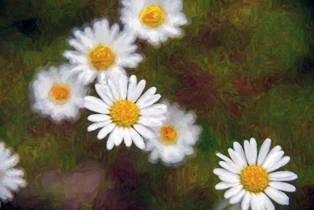 Daisy Cluster by Franklin Kearney art print