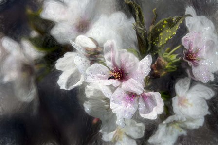 Japanese Cherry Blossoms by Franklin Kearney art print