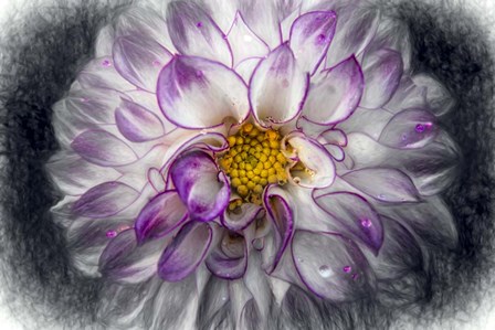 Pink Dahlia 3 by Franklin Kearney art print