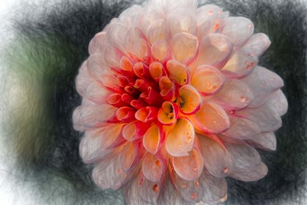 Pink Dahlia 4 by Franklin Kearney art print