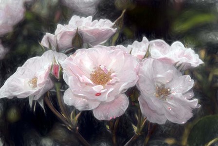 Floribunda Roses by Franklin Kearney art print